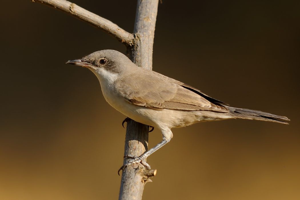 Eastern Orphean Warbler