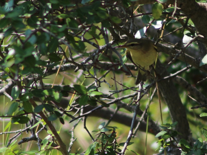 Willow Warbler