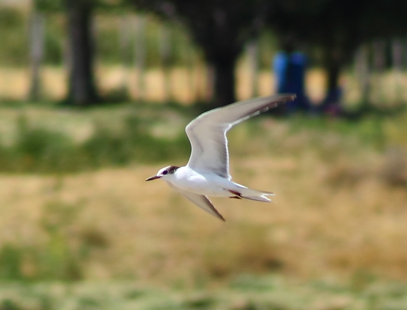 Common Tern