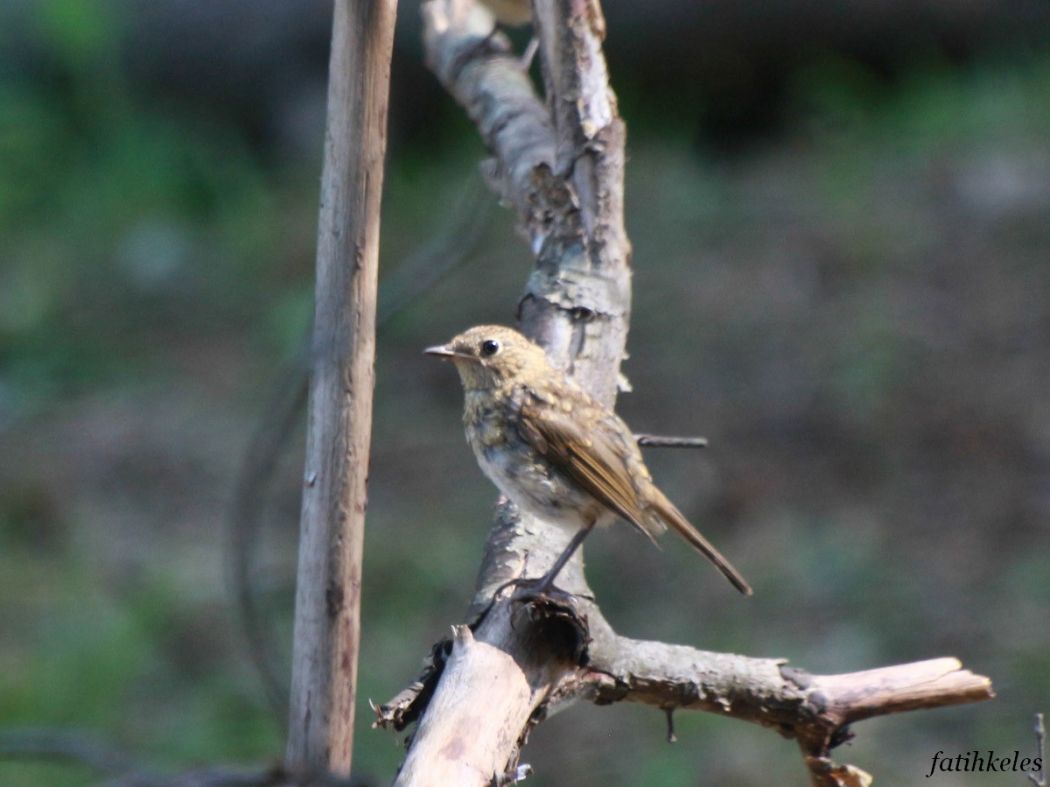 European Robin