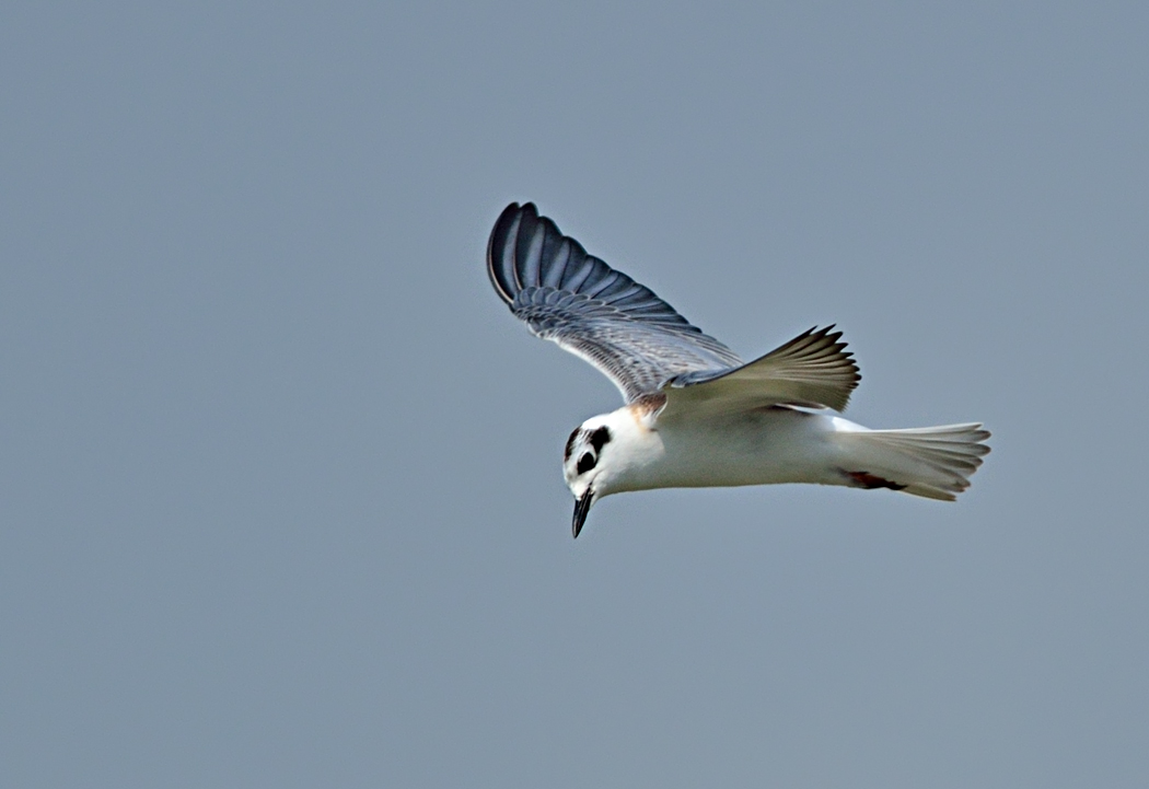 Whiskered Tern