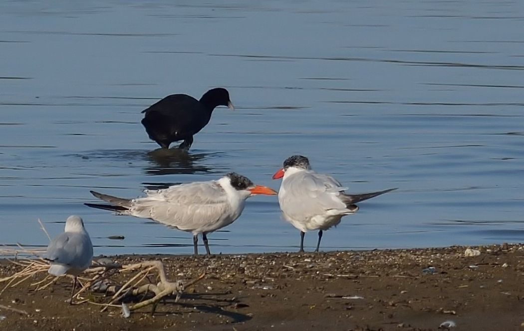 Caspian Tern