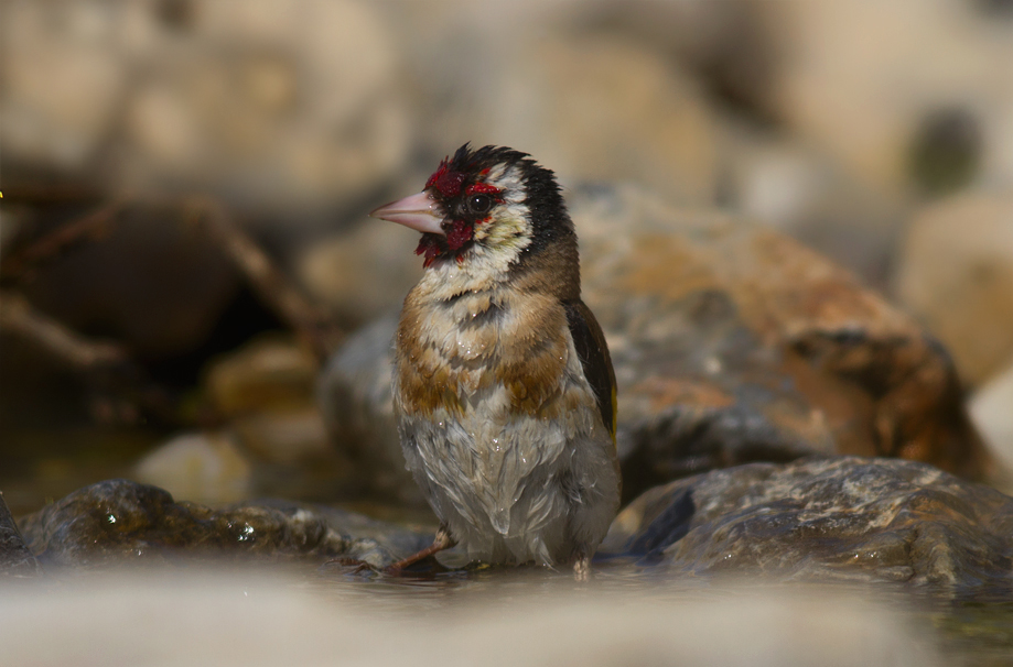 European Goldfinch