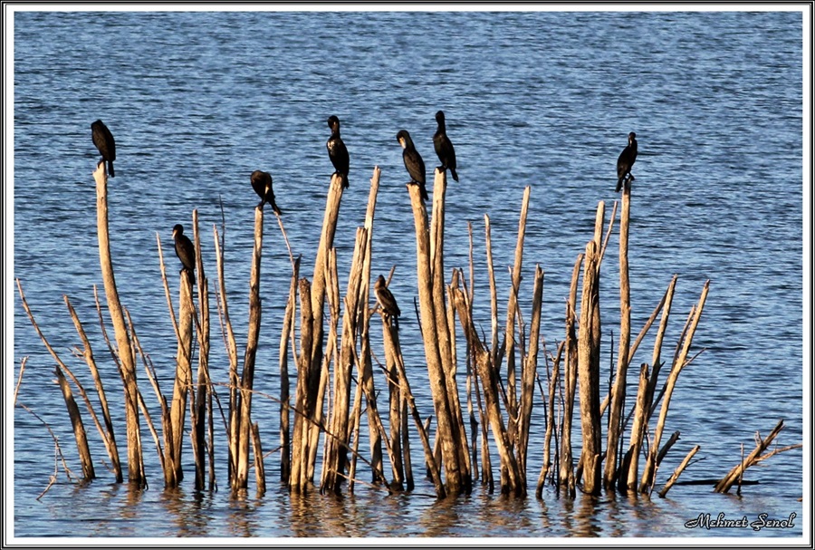 Great Cormorant