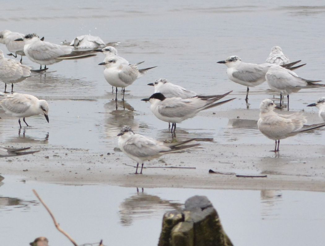 Gull-billed Tern