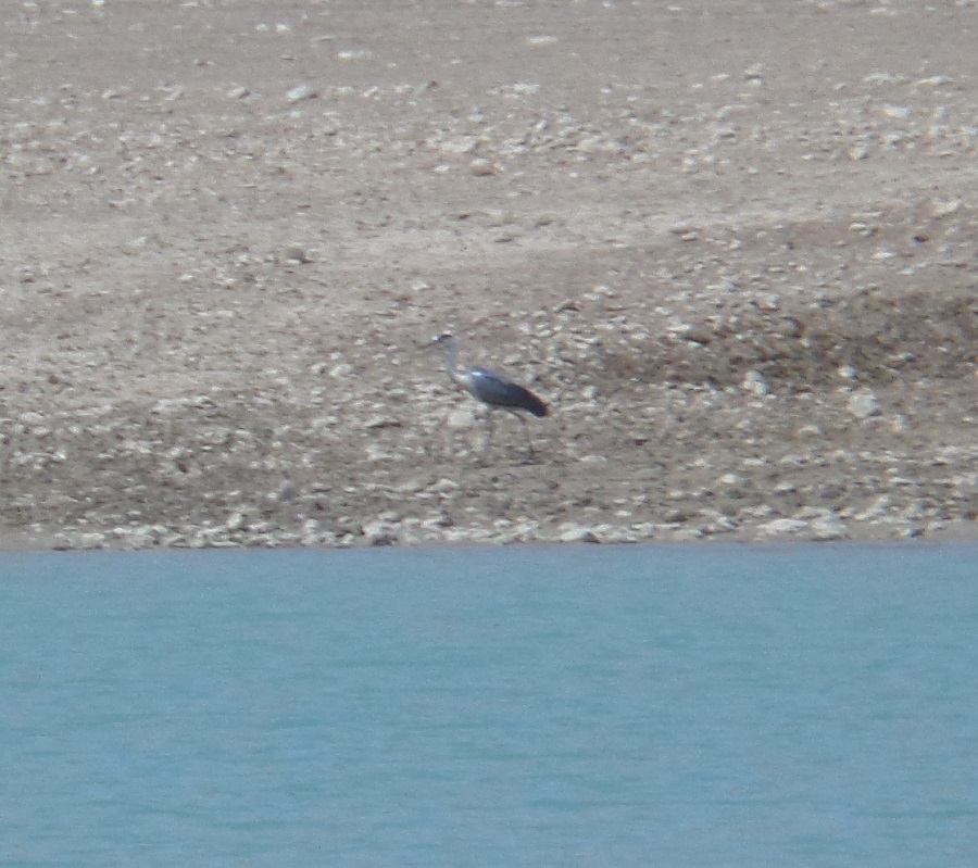 Grey Heron