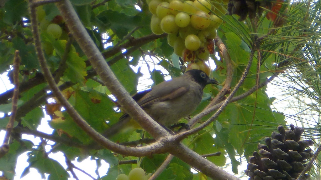 White-spectacled Bulbul