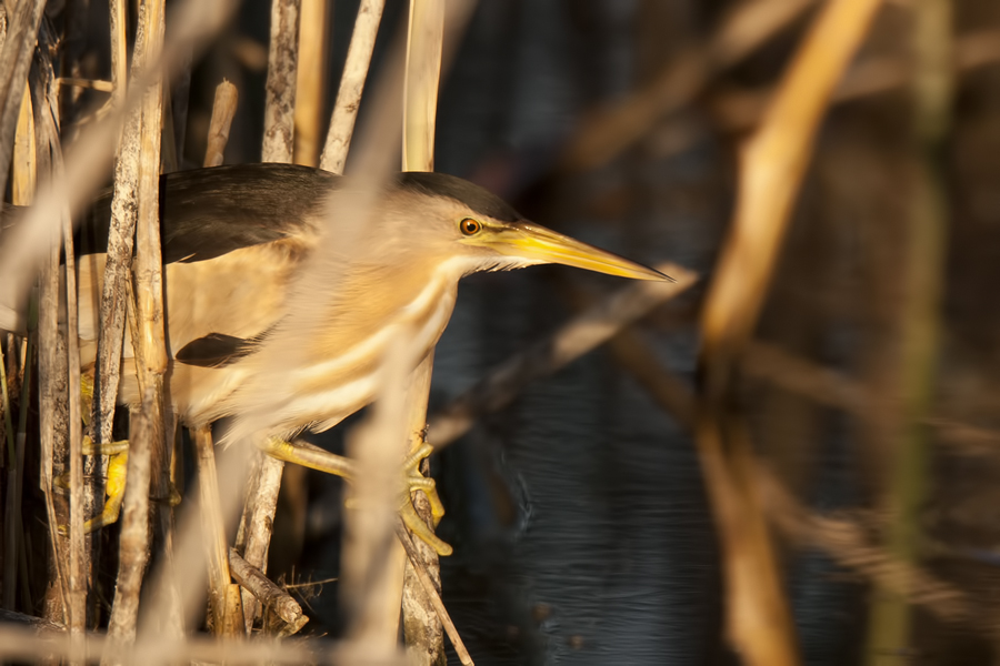 Little Bittern
