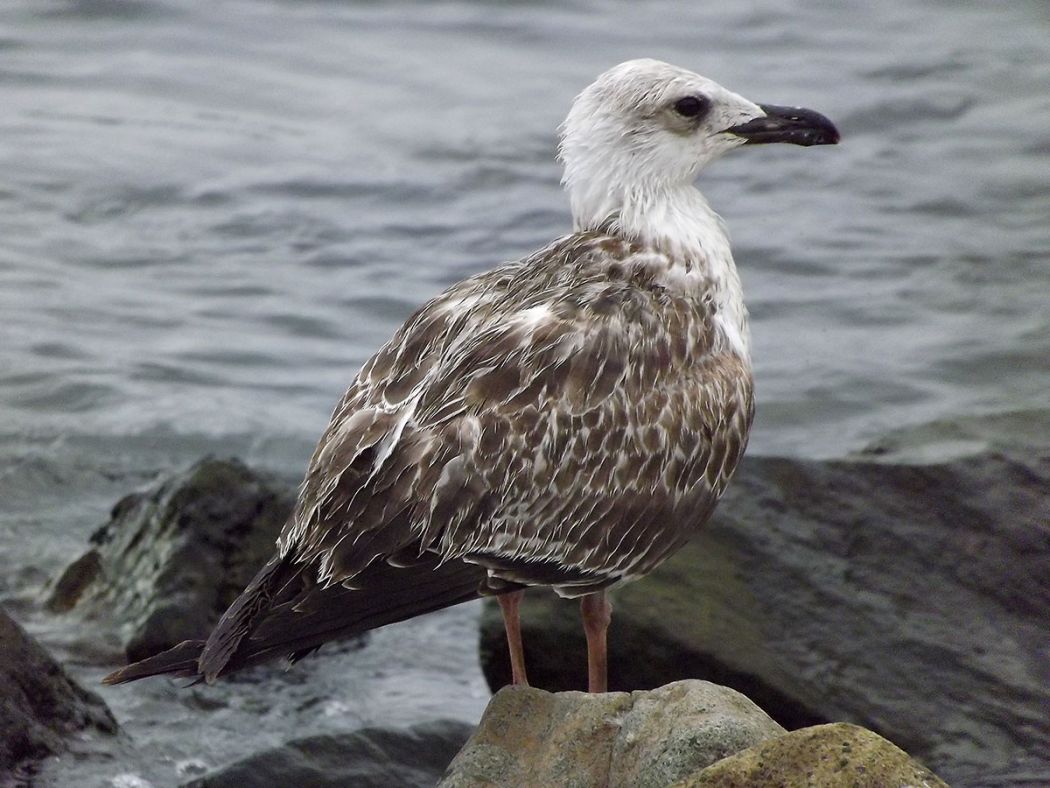 Yellow-legged Gull