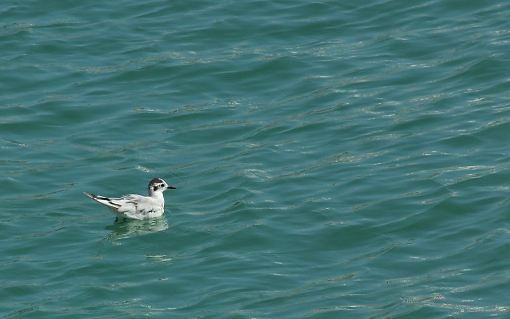 Little Gull