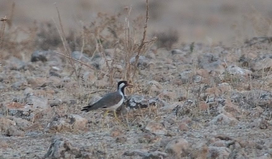 Red-wattled Lapwing