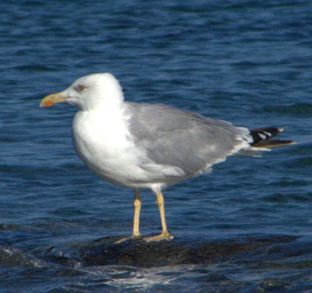 Yellow-legged Gull