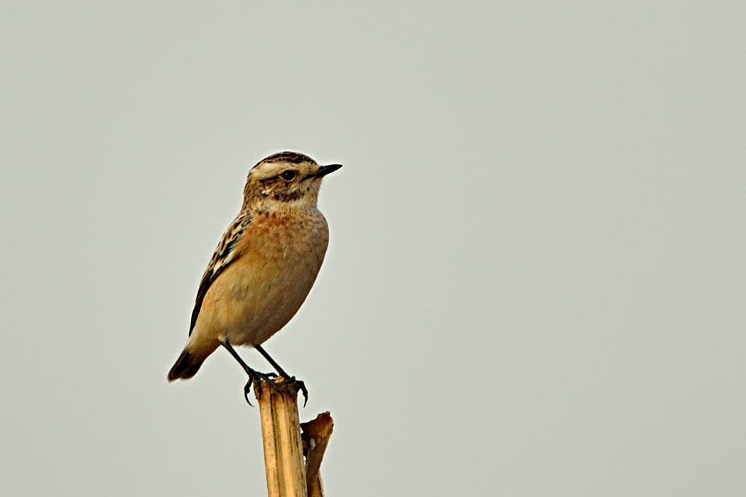 Whinchat