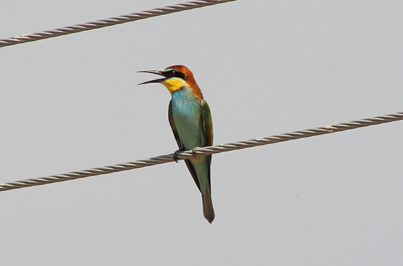 European Bee-eater