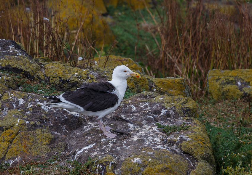 Great Black-backed Gull