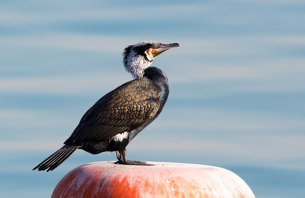 Great Cormorant
