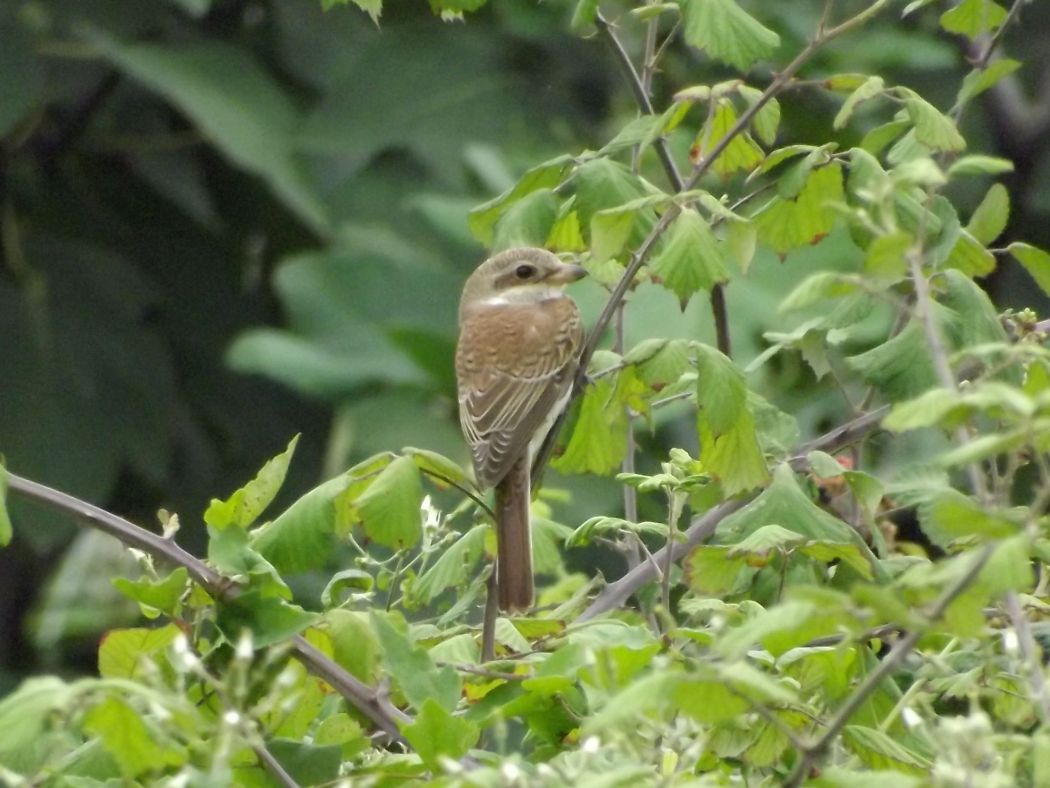 Red-backed Shrike