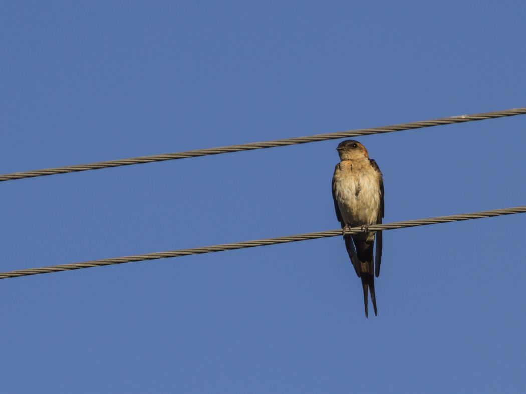 Red-rumped Swallow