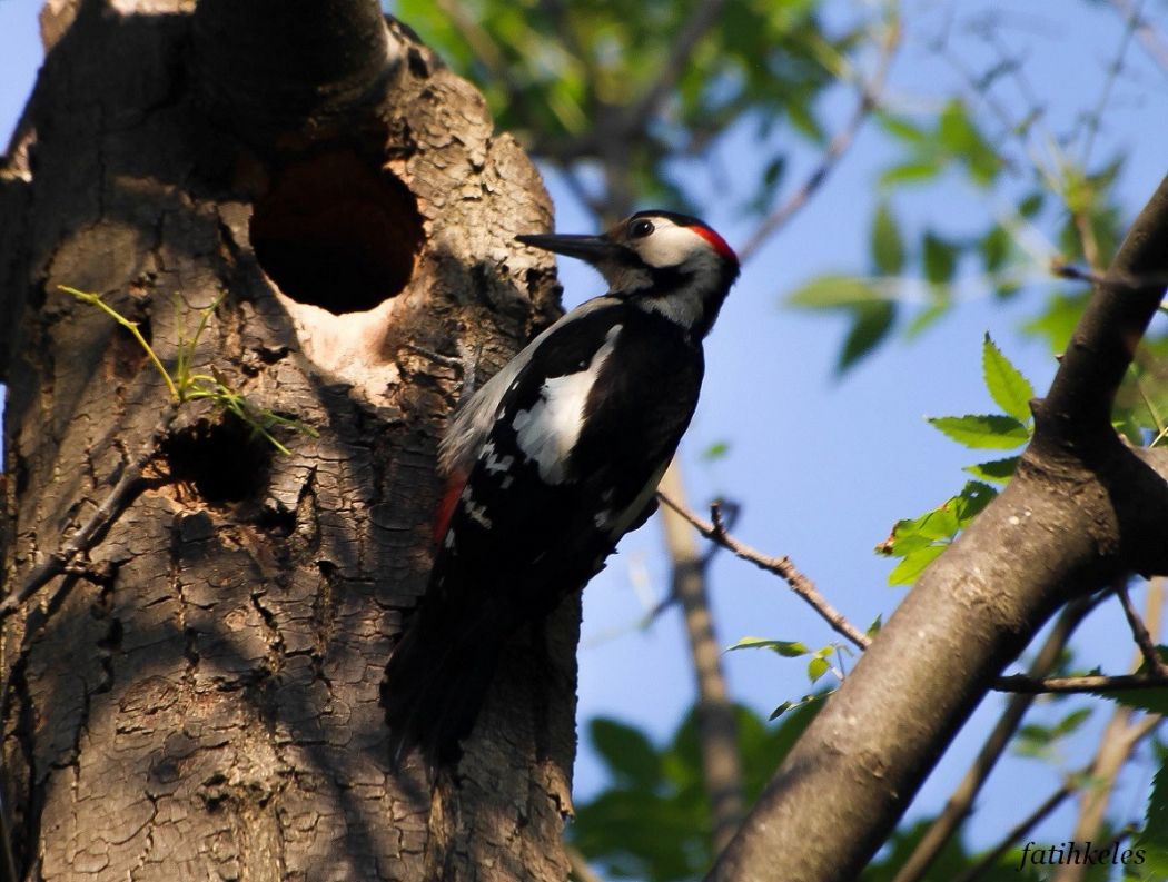 Syrian Woodpecker