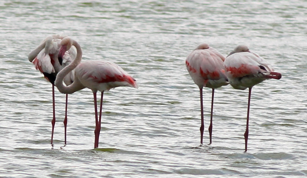 Flamingo
