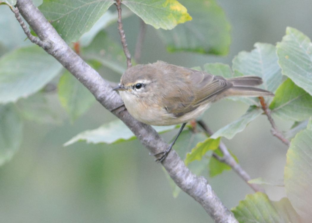 Mountain Chiffchaff