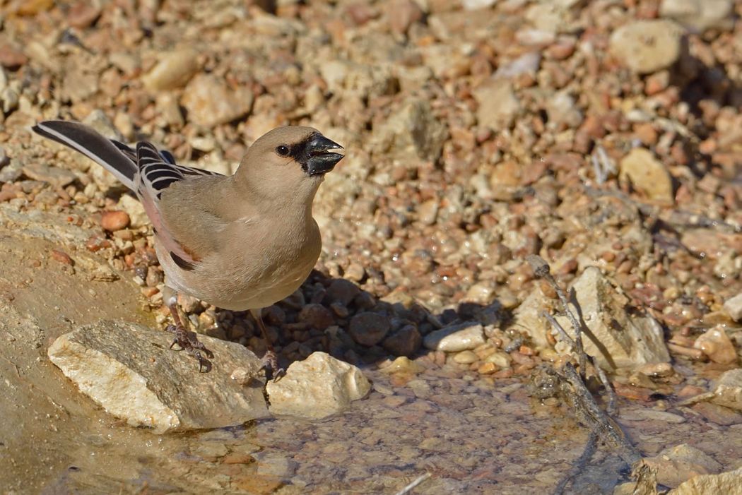 Desert Finch