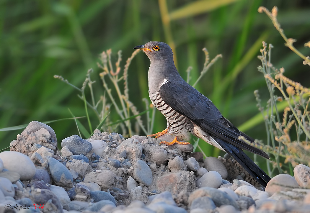 Common Cuckoo