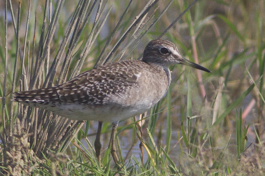 Wood Sandpiper