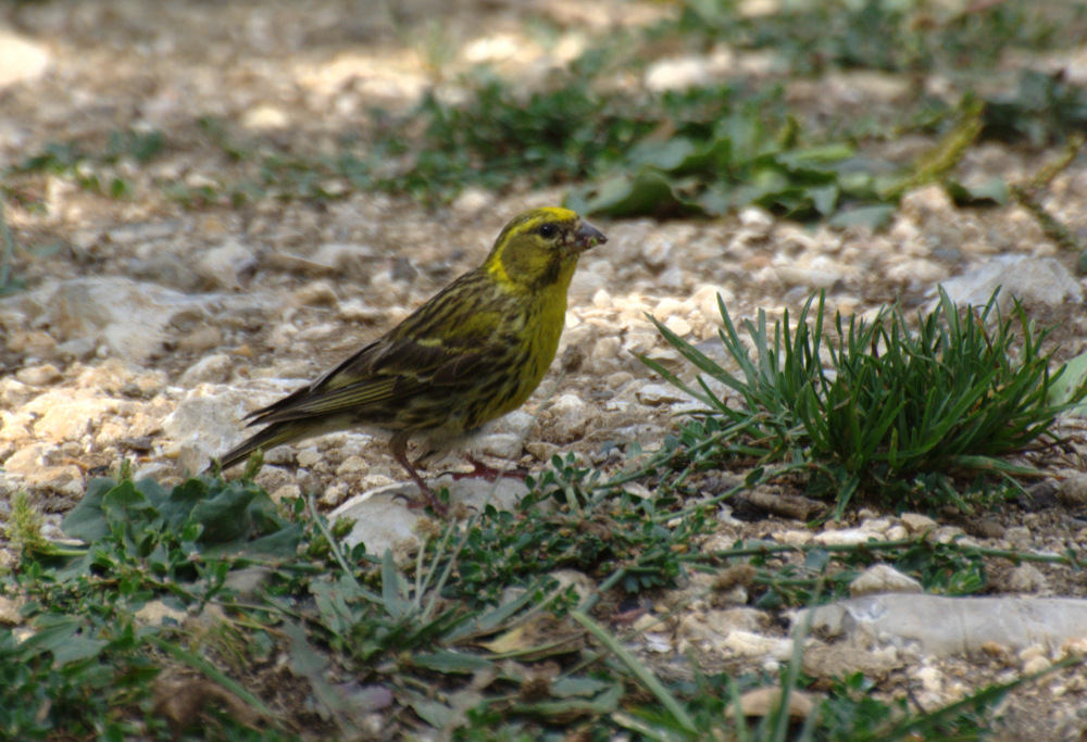European Serin
