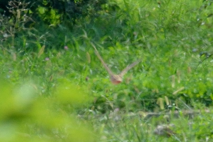 Common Quail