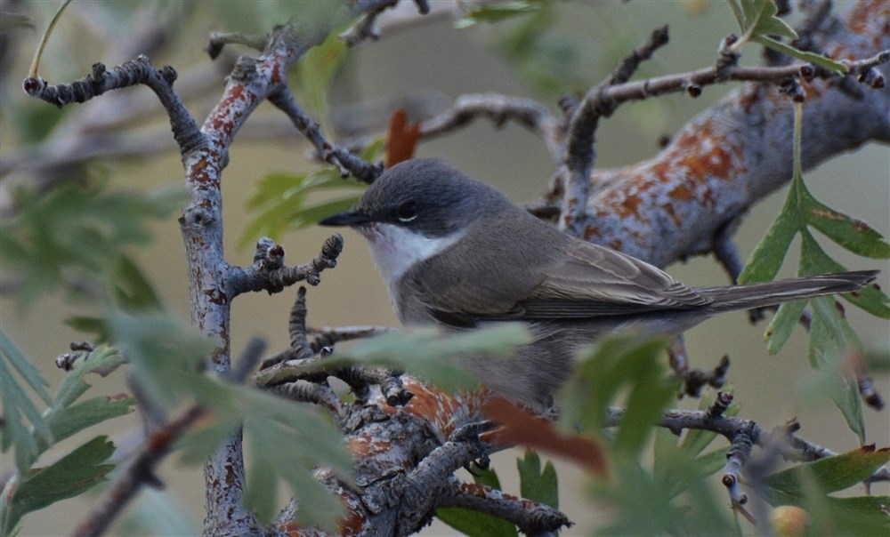 Lesser Whitethroat