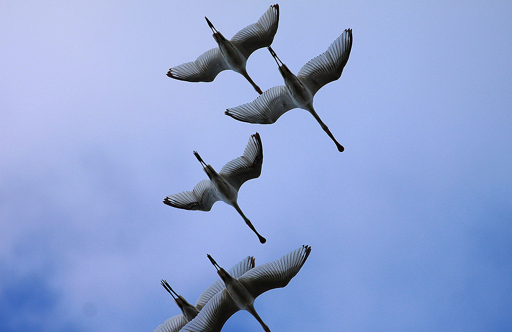 Eurasian Spoonbill
