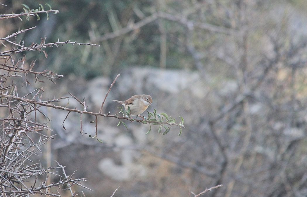 Common Whitethroat