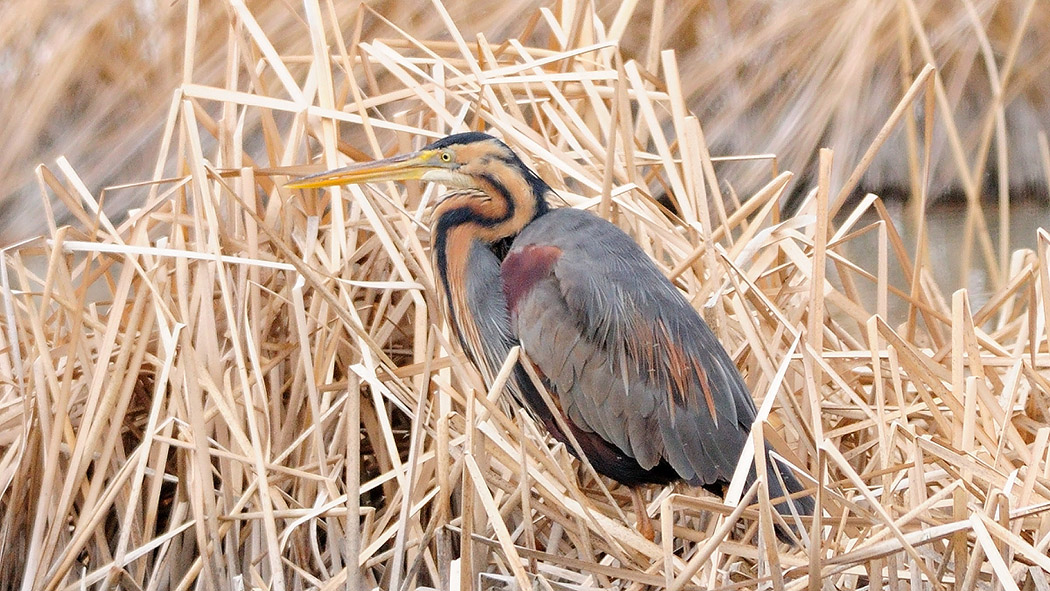 Purple Heron