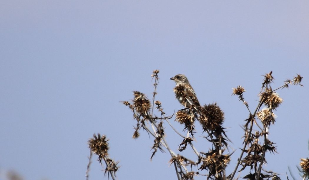 Masked Shrike