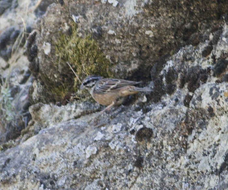 Rock Bunting