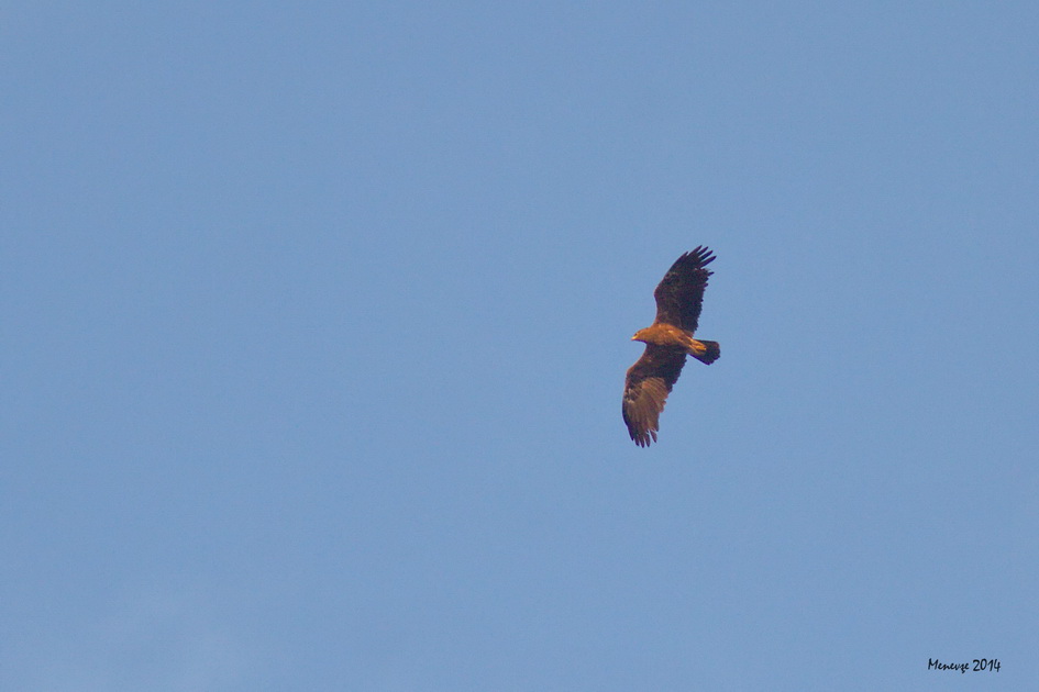 Lesser Spotted Eagle