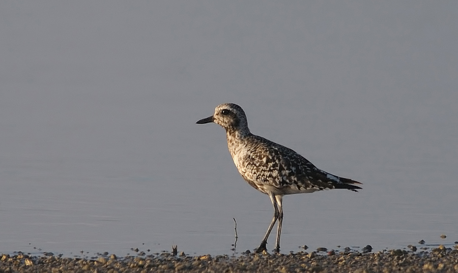 Grey Plover