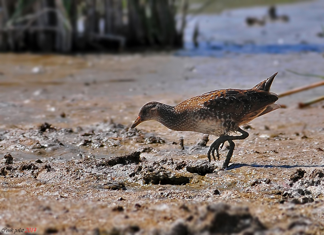Spotted Crake