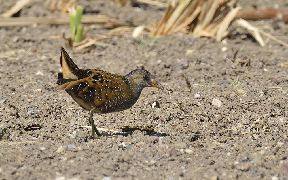 Spotted Crake