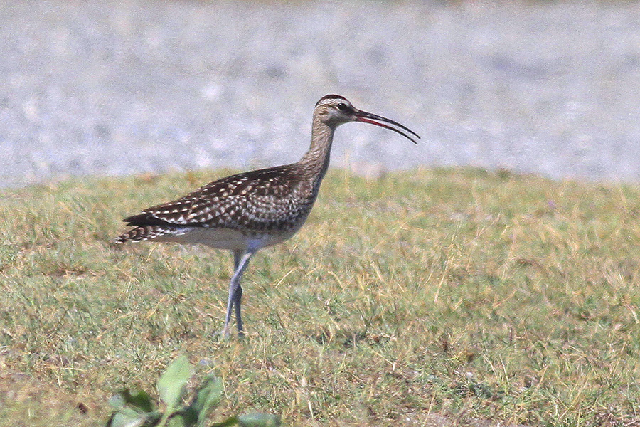 Eurasian Whimbrel