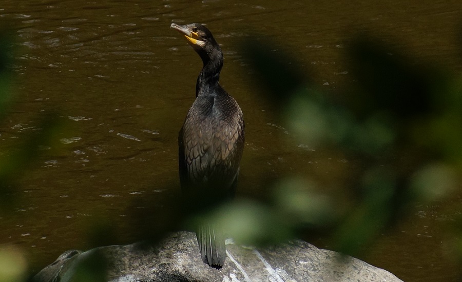 Great Cormorant