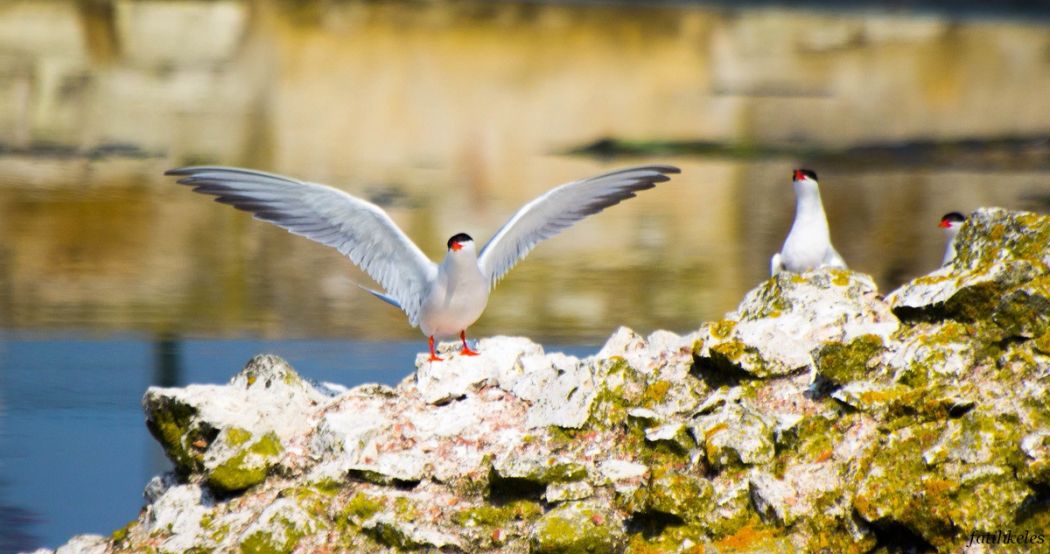 Common Tern