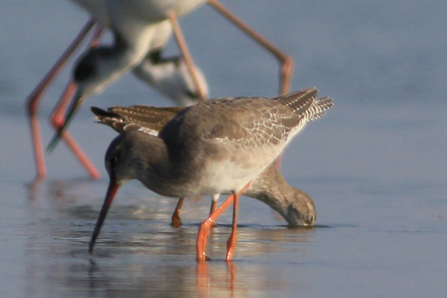 Spotted Redshank