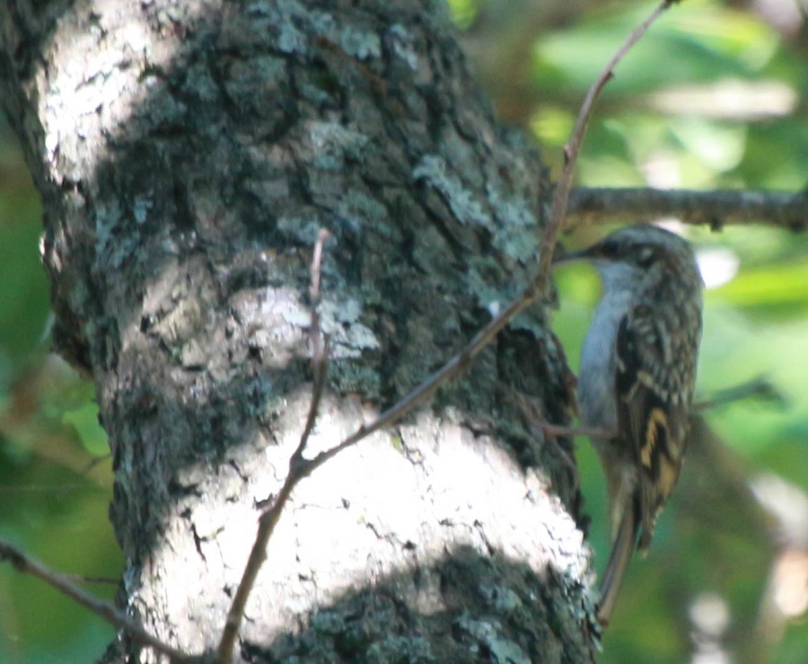 Short-toed Treecreeper