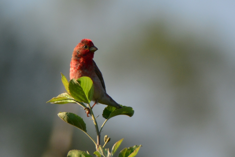 Common Rosefinch