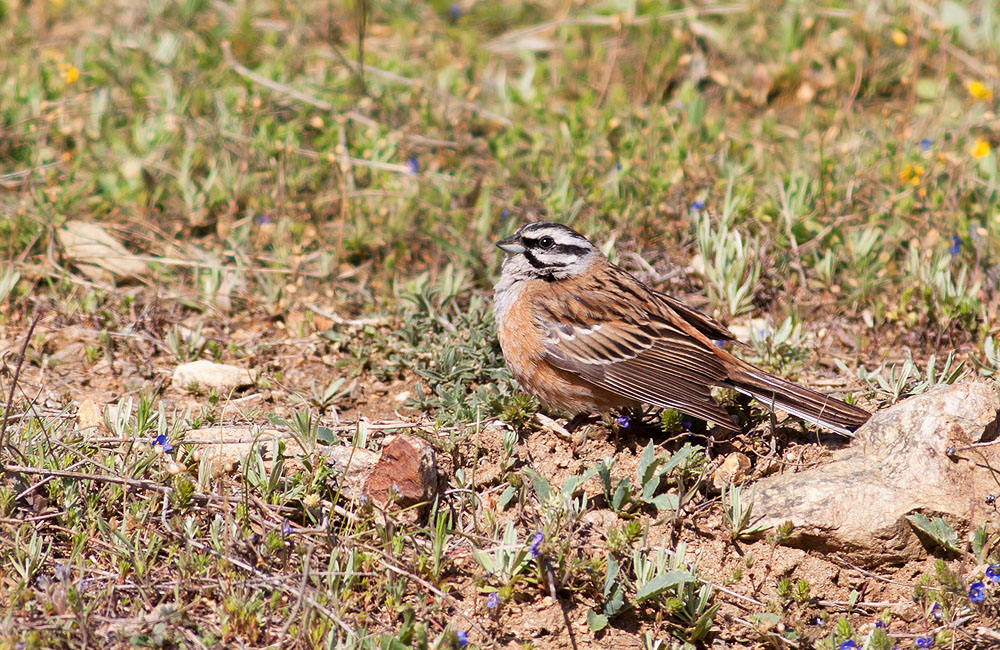 Rock Bunting