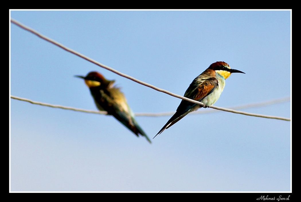European Bee-eater