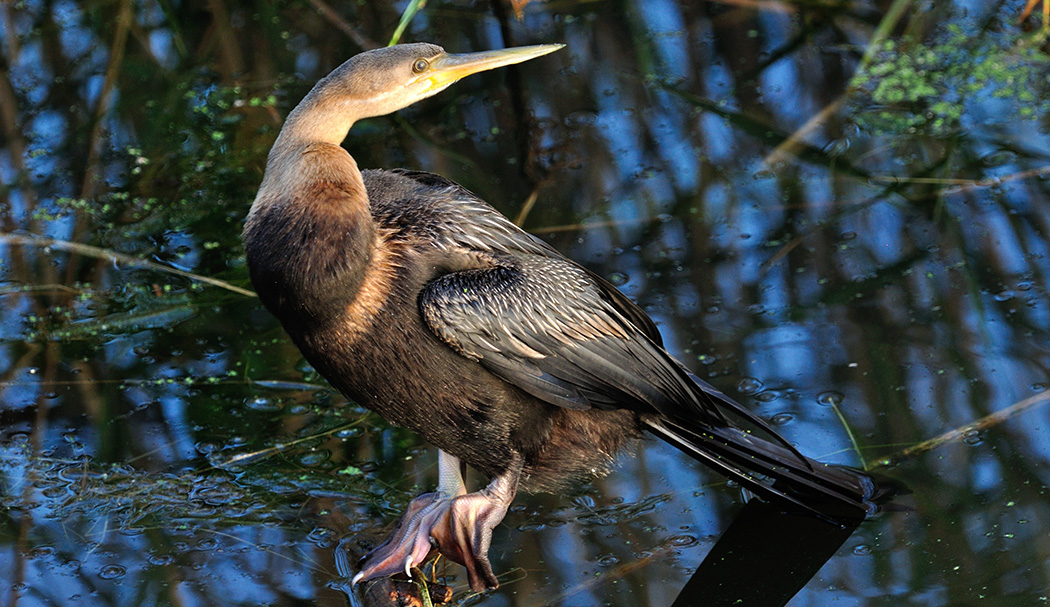African Darter