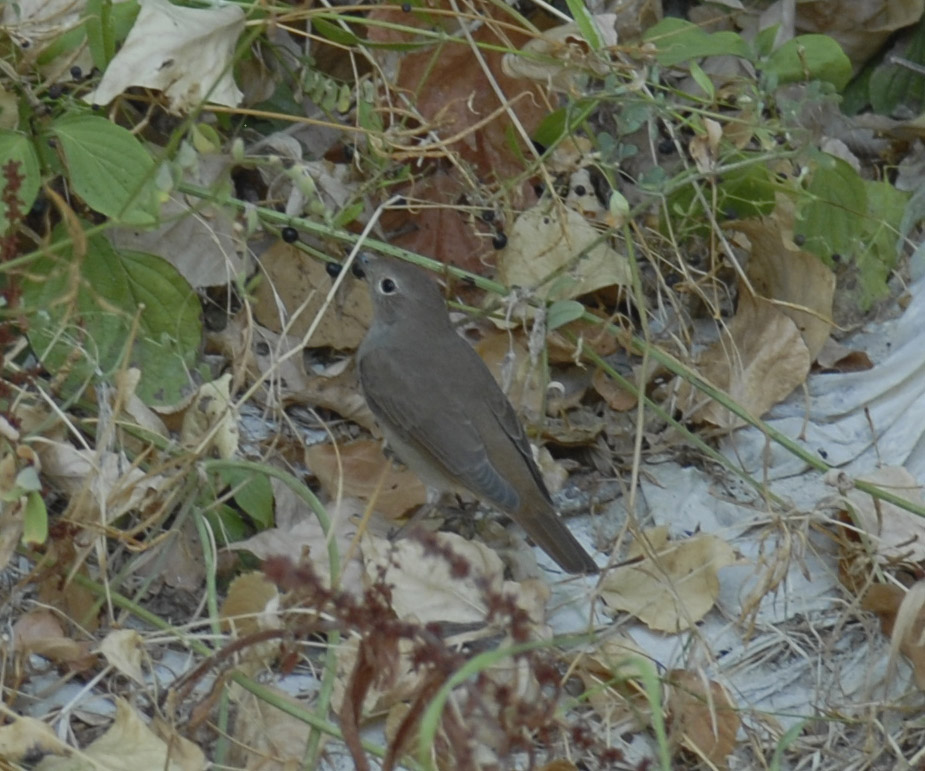 Common Nightingale